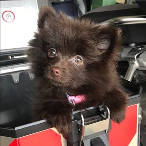 Meet your Posher, Rachel